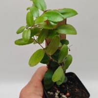 Marcgravia sp Ecuador