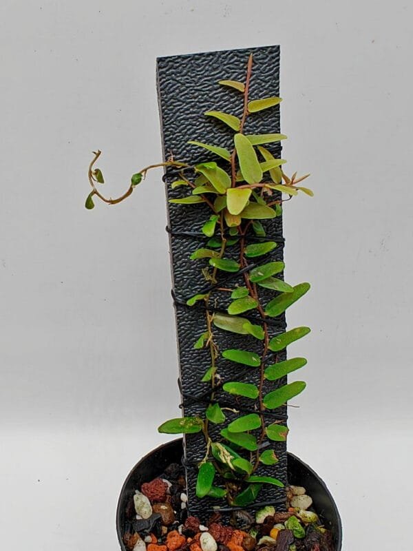 Marcgravia sp Ecuador Fine Leaf