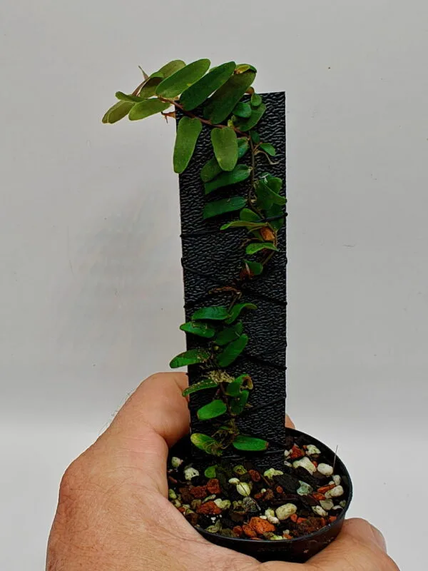 Marcgravia sp Ecuador Fine Leaf
