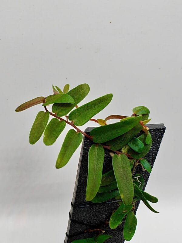 Marcgravia sp Ecuador Fine Leaf Marcgravia sp Ecuador Fine Leaf
