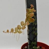 Marcgravia sp Melon