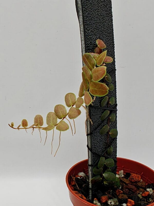 Marcgravia sp Melon