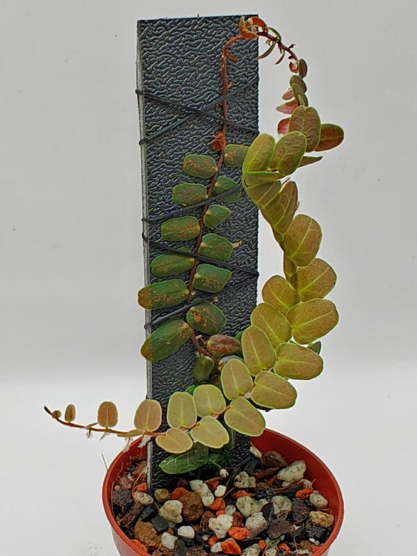 Marcgravia sp Melon