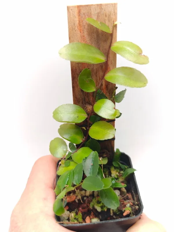 Marcgravia sp Ecuador