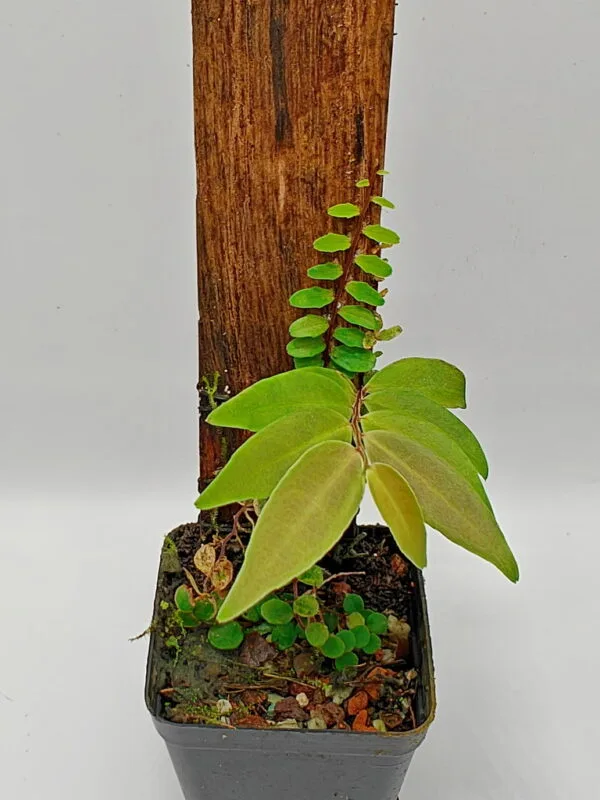 Marcgravia sp Round Leaf Marcgravia sp Round Leaf