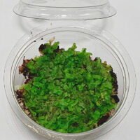 Marchantiophyta sp Java