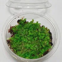 Marchantiophyta sp Java