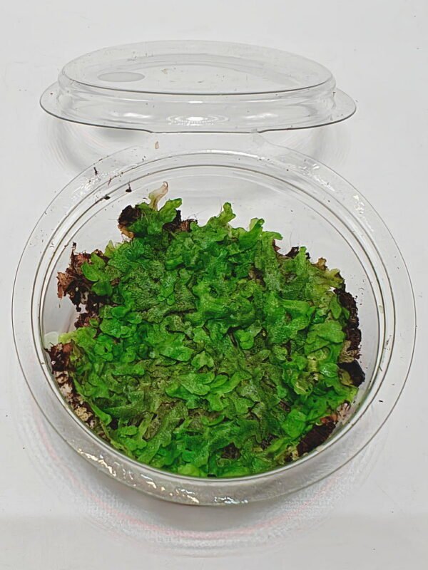 Marchantiophyta sp Java