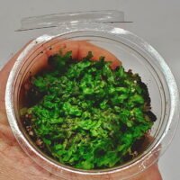 Marchantiophyta sp Java