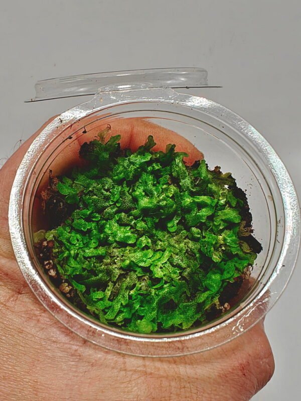 Marchantiophyta sp Java