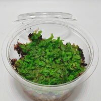 Marchantiophyta sp Java