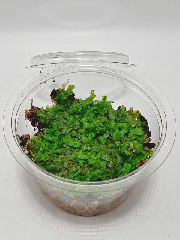 Marchantiophyta sp Java