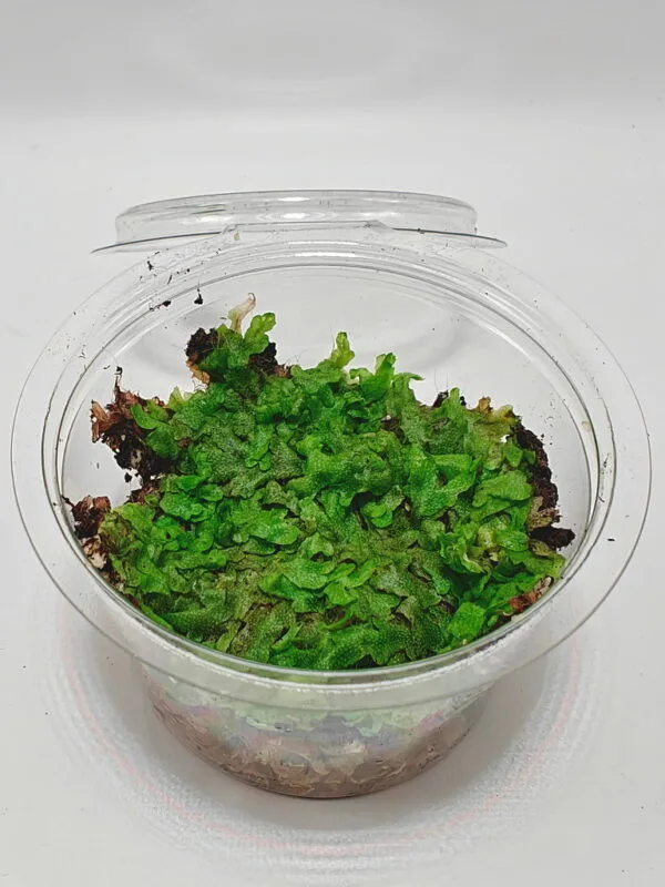 Marchantiophyta sp Java