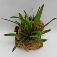 Maxillaria pumila