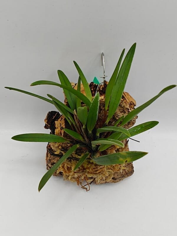Maxillaria pumila