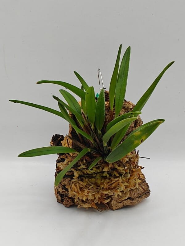 Maxillaria pumila