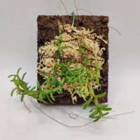 Mediocalcar decoratum Mediocalcar decoratum