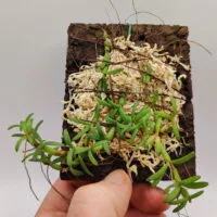 Mediocalcar decoratum Mediocalcar decoratum