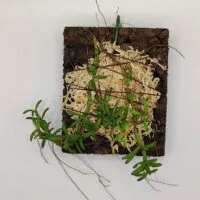Mediocalcar decoratum Mediocalcar decoratum