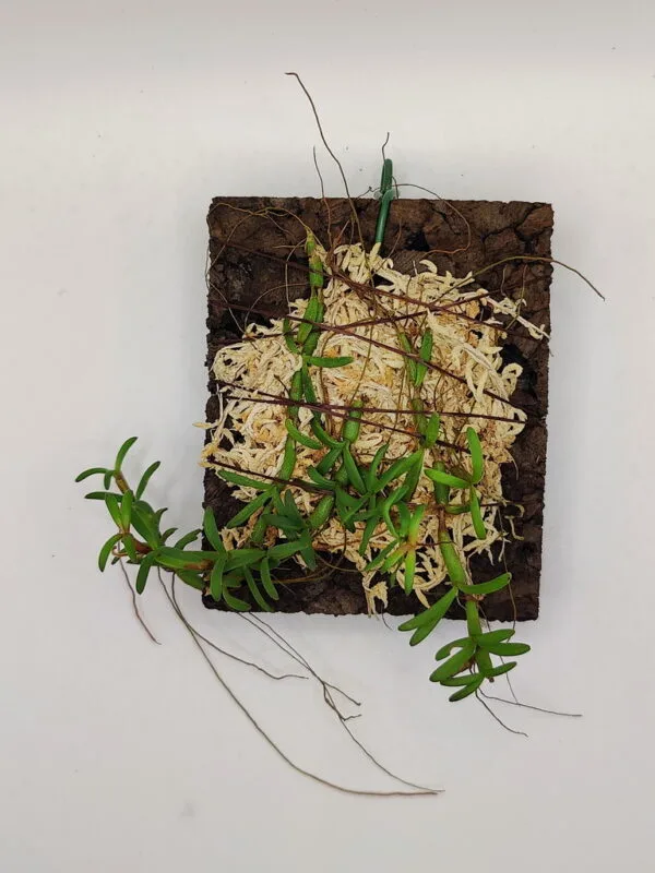 Mediocalcar decoratum Mediocalcar decoratum