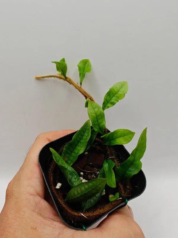 Microgramma sp Costa Rica
