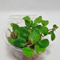 Microgramma heterophylla Microgramma heterophylla