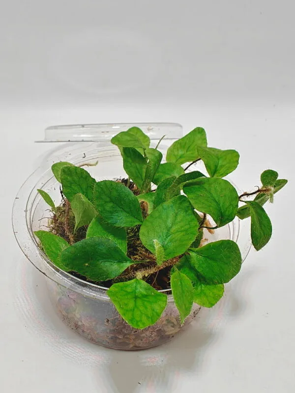 Microgramma heterophylla