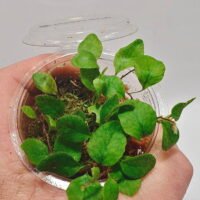 Microgramma heterophylla Microgramma heterophylla