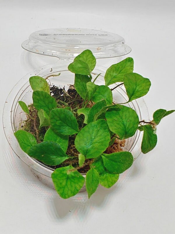 Microgramma heterophylla Microgramma heterophylla