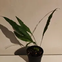 Microgramma percussa Microgramma percussa