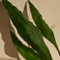 Microgramma percussa Microgramma percussa