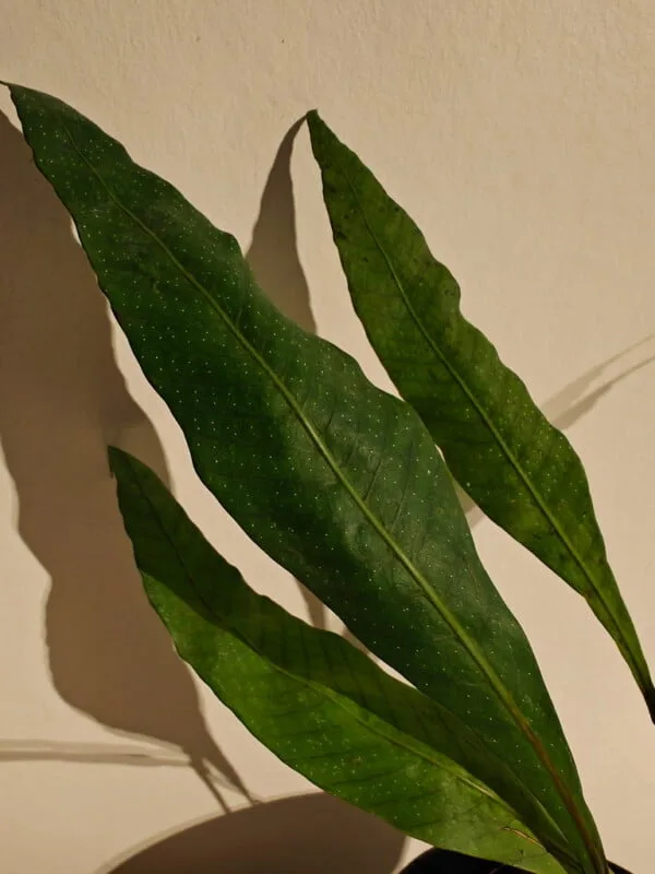 Microgramma percussa Microgramma percussa
