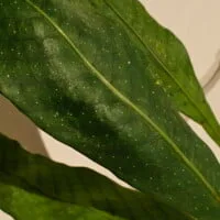 Microgramma percussa Microgramma percussa