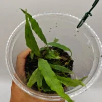 Microsorum sp Borneo