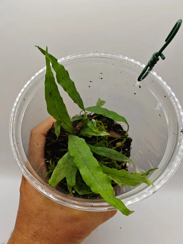 Microsorum sp Borneo