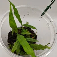 Microsorum sp Borneo