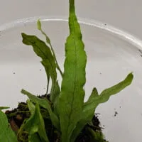 Microsorum sp Borneo