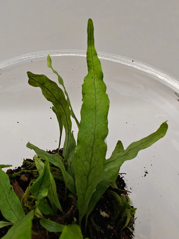 Microsorum sp Borneo