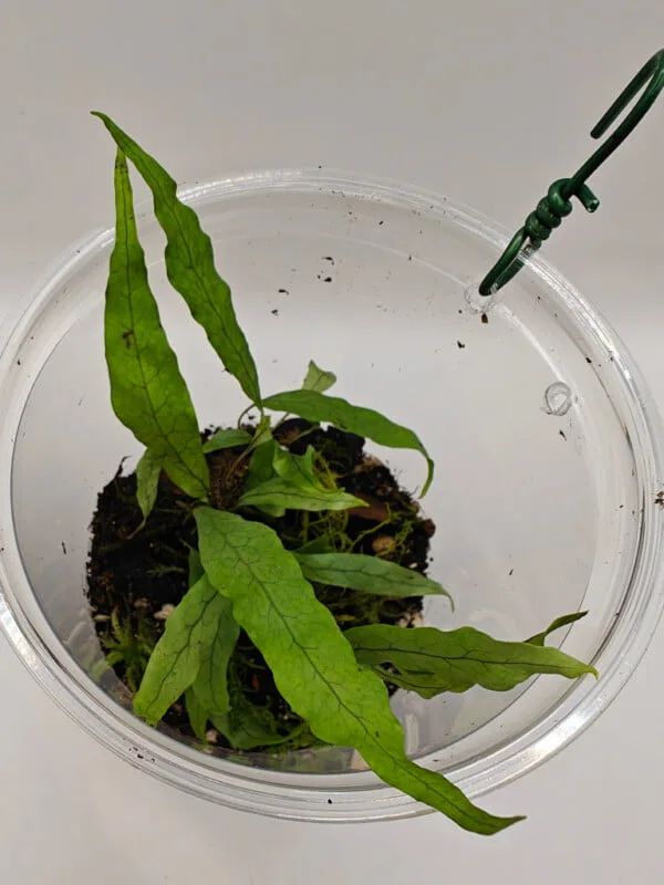 Microsorum sp Borneo