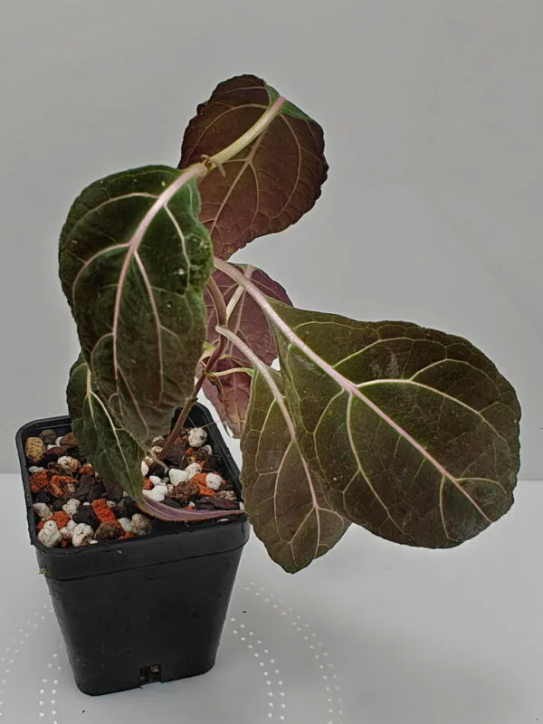 Mikania guaco Mikania guaco