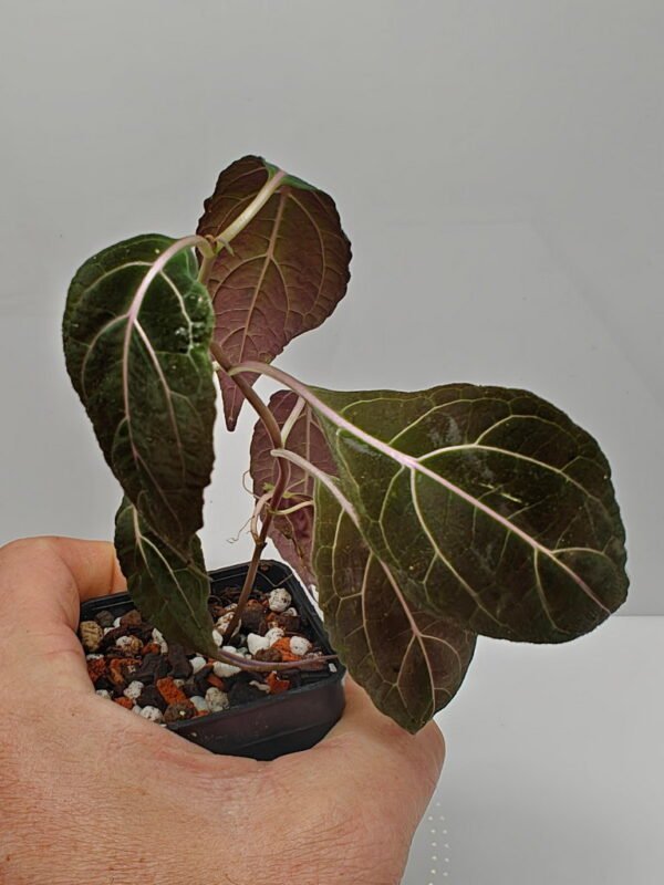 Mikania guaco