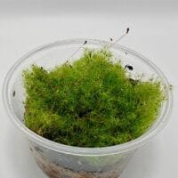 Moss sp Japan Moss sp Japan