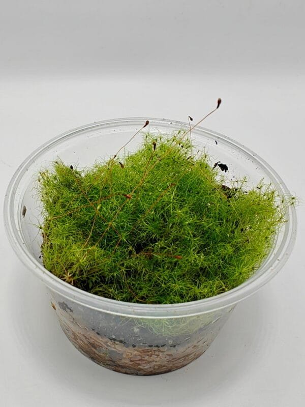 Moss sp Japan