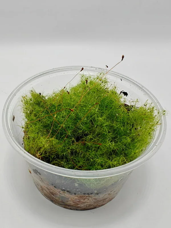Moss sp Japan Moss sp Japan
