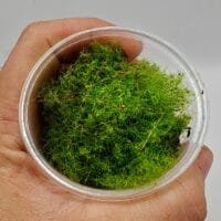 Moss sp Japan Moss sp Japan
