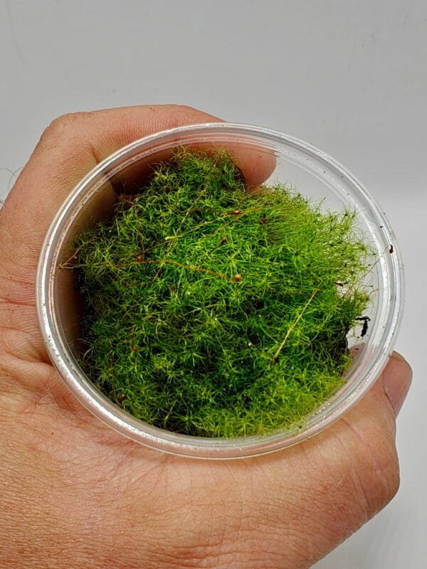 Moss sp Japan