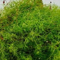 Moss sp Japan Moss sp Japan