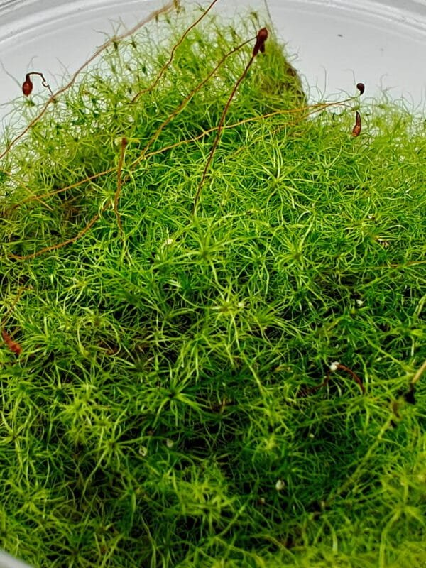 Moss sp Japan Moss sp Japan