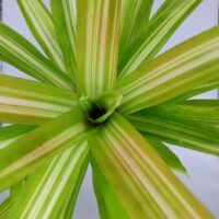 Neoregelia spiral