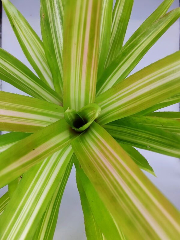 Neoregelia spiral